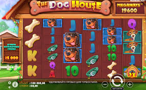 더도그하우스 완벽한 반려동물과 함께하는 세상 더도그하우스 완벽한 반려동물과 함께하는 세상